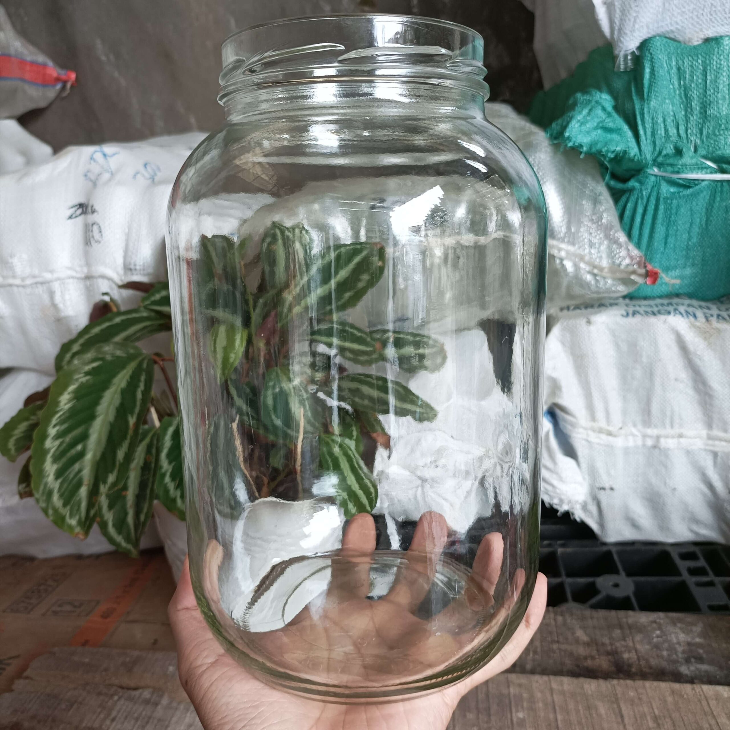 Toples Chery Untuk Ikan Cupang - Rekondisi - Gambar 2